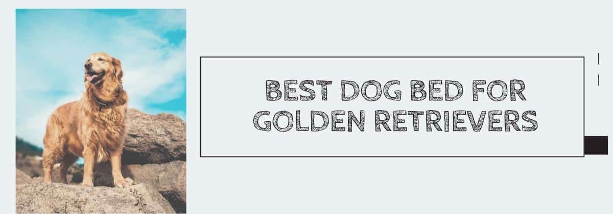 Best Dog Bed for Golden Retrievers